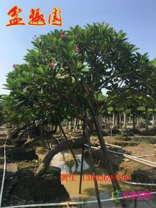斜飘红花鸡蛋花