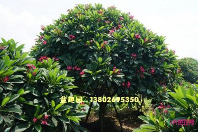 红花鸡蛋花