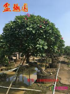 斜飘红花鸡蛋花