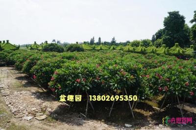 红花鸡蛋花